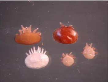 Fig. 2 – Varroa destructor mature and immature stages 