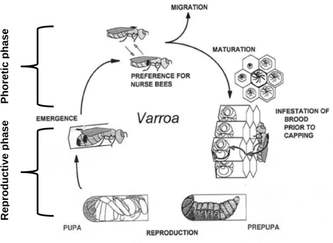 Fig. 4 – Varroa life cycle 