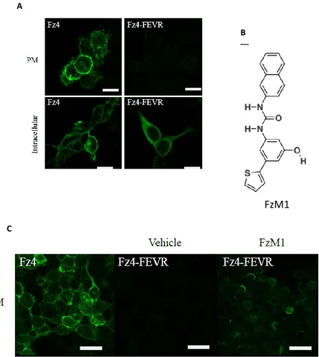 Figure 7. FzM1 rescues Fz4-FEVR PM localization in Hek293 cells. (A) Cellular  localization  of  Fz4  and  Fz4-FEVR  expressed  in  Hek293  cells