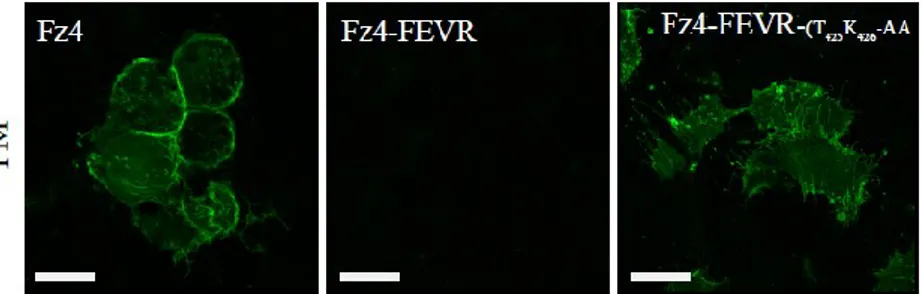 Figure  13.  Cellular  localization  of  HA-Fz4,  HA-Fz4-FEVRand  HA- HA-Fz4 T425AK426A -FEVR transfected in Hek293 cells