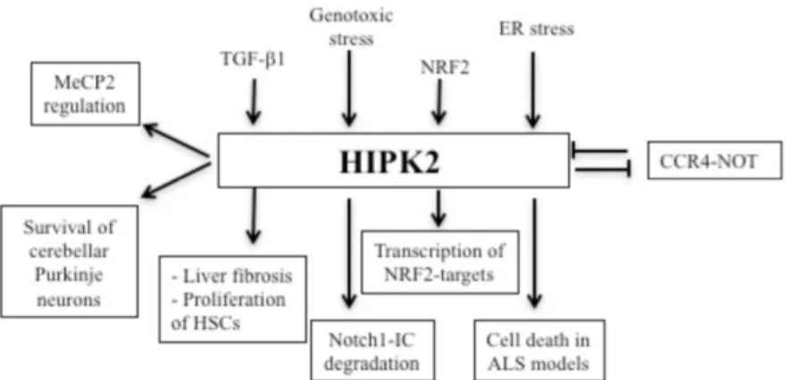 Figure 4. Schematic representation of the recent findings about  HIPK2 regulation and functions (Image from Conte at al