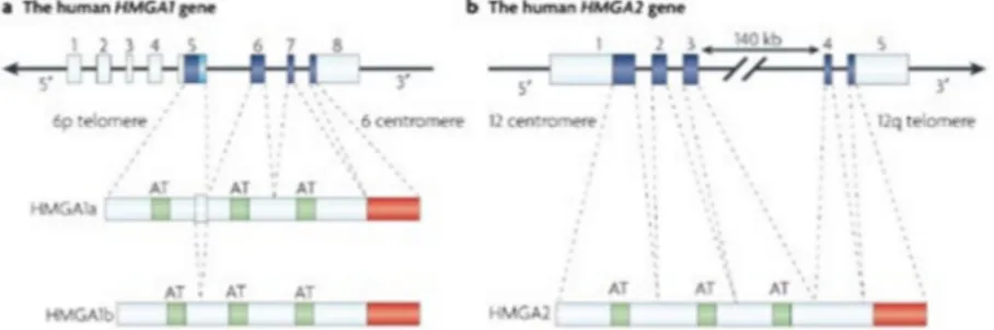 Figure  6.  Schematic  representation  of  HMGA1  and  HMGA2  genes  and  proteins.  Each  proteins  contains  three  basic  domains,  called  AT  hook  (green  box),  with  which  they  bind  DNA,  and  an  acidic carboxy-terminal region (red box) involve