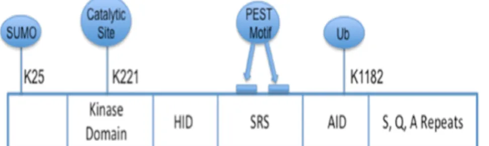 Figure 1. Schematic representation of HIPK2 protein structure.  Functional  domains  and  important  residues  of  HIPK2  protein  are  shown