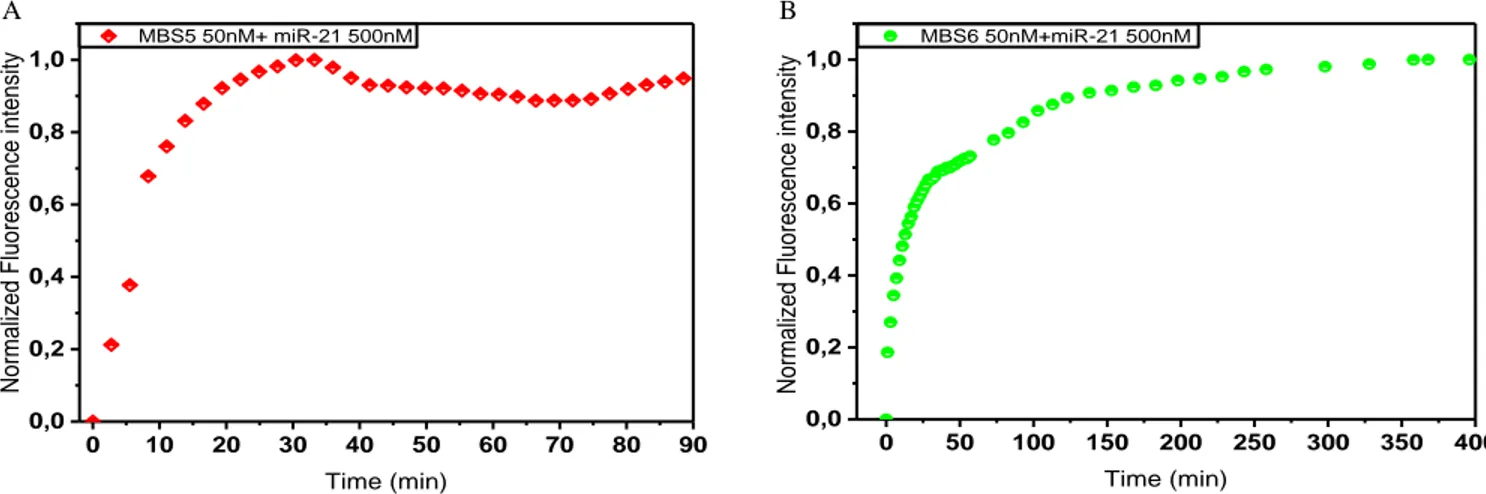 Figure 2 Hybridization kinetics of molecular beacon MBS5 (A) and MBS6(B) in the presence of wild-type target miR-21 in hybridization  buffer at rt
