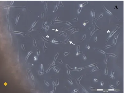 Fig.  4:  Immagini  a  contrasto  di  fase  dei  fibroblasti  in  vitro.    A:  Outgrowth  da  un  frammento cutaneo (asterisco giallo) dei fibroblasti in colura dalla forma fusata (asterisco  bianco) e stellata (freccia bianca) dopo un intervallo di tempo