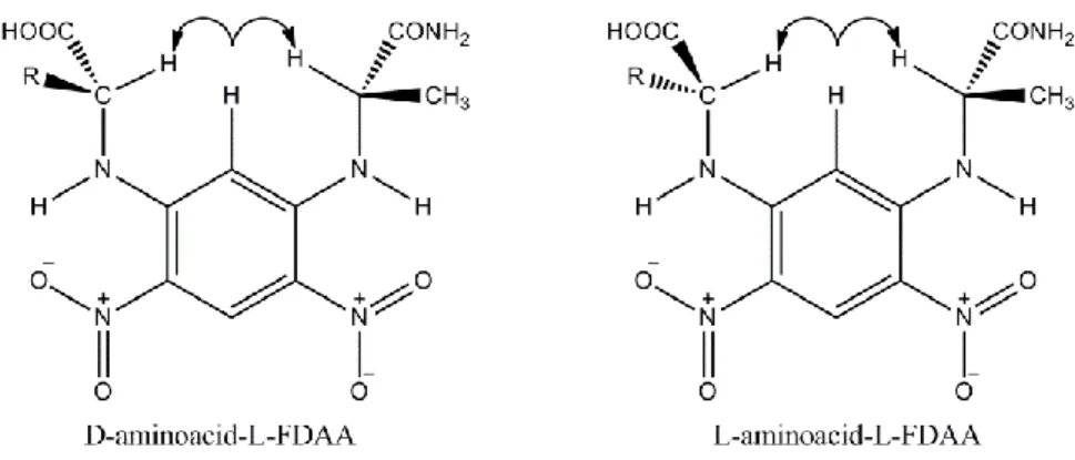 Figure 1.7. Plausible conformations of the L- and D-amminoacids derivatives during separation  by Marfey’s method