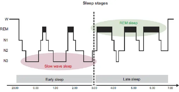 Figure 2. Hypnogram of a healthy adult sleep episode (from Rasch and Born, 2013). 