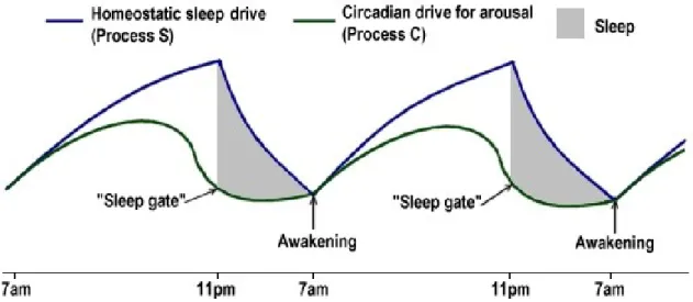 Figure 4 displays the interplay between process C and S throughout a 24 hours’ sleep- sleep-wake  cycle
