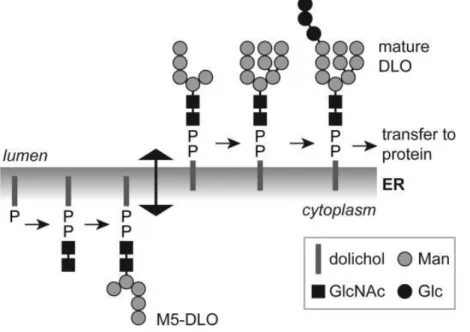 Fig. 1.5 Flipping dell' M5-DLO: Il lipide Dolicolo presenta una parte trans-membrana e due 