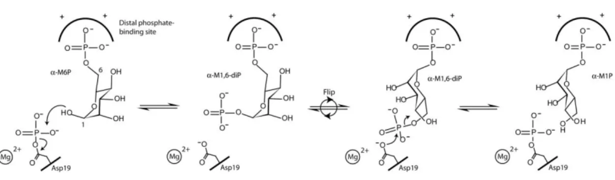 Fig.  1.8  Meccanismo  della  reazione  di  isomerizzazione  del  mannosio-6-fosfato  in  mannosio-1-fosfato  catalizzata  dalla  PMM2  (Silvaggi  et  al