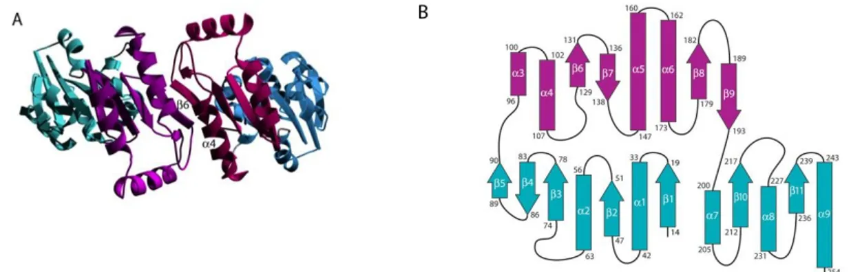 Fig 1.9 (Silvaggi et al, 2006): A, struttura della PMM1; il cap domain è colorato in magenta, il 