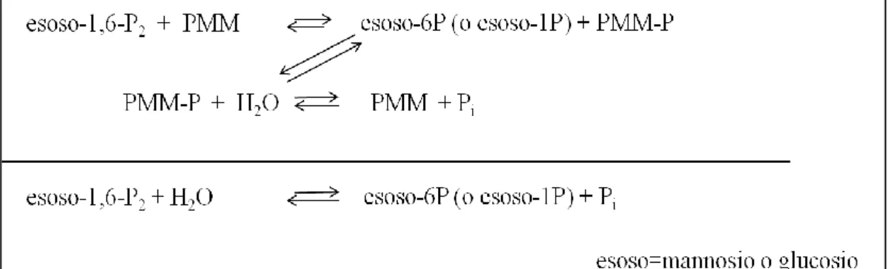 Figura 3.2 Attività fosfoglucomutasica 