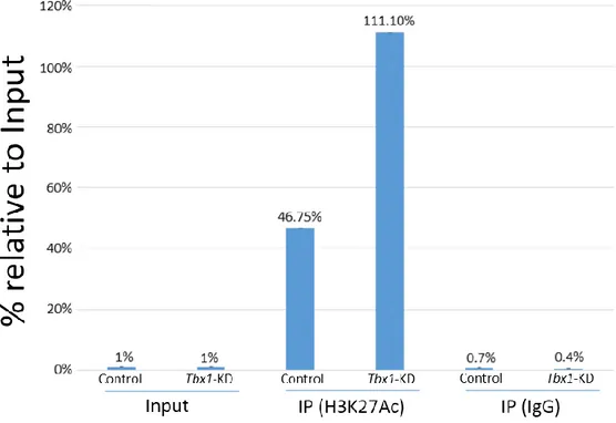 Figure  13.  TBX1  and  H3K27Ac  enrichment  at  Mef2c-AHF  enhancer  in  C2C12  cells