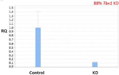 Figure 16. Tbx1-KD in P19Cl6 cells. Tbx1 was reduced of 88% in KD sample compared to  Control