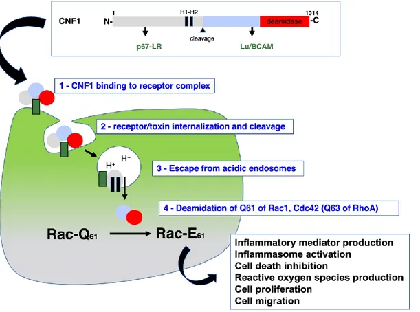 Figure 1.1. Schematic representation of CNF1 functional domains and its mechanism  of  action