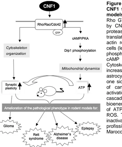 Figure  1.2.  Schematic  outline  of  CNF1  therapeutic  features  in  animal  models  recapitulating  CNS  diseases