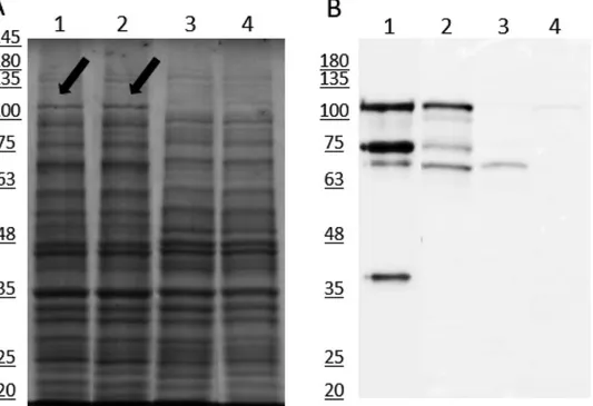 Figure 1. CNF1-H8 expression levels in E. coli BL21(DE3). Whole cell lysates were evaluated by SDS-PAGE (A) and Western blot analysis (B)