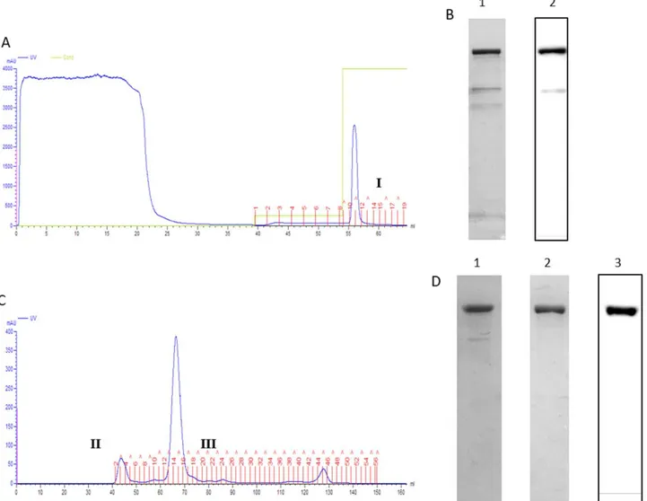 Figure 2. Two-steps purification of CNF1-H8. (A) Typical chromatogram of IMAC separation (HisTrap HP) of E