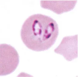 Fig.  3.3      Due  organismi  piriformi  di  Babesia  caballi  in  un  eritrocita  equino  nella  caratteristica  disposizione  ad  angolo  (Diff-Quik®,  x100  oil  magnification,  colorazione  Wright - Giemsa) 