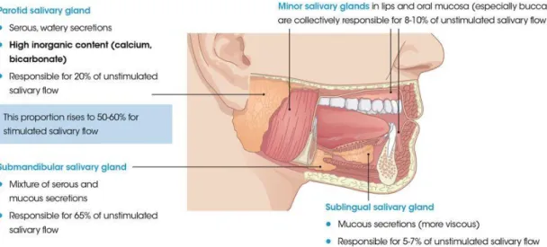 Figure  8.  Salivary  glands  and  saliva  function.  Adapted  from  Dodds  et  al.  [20] 