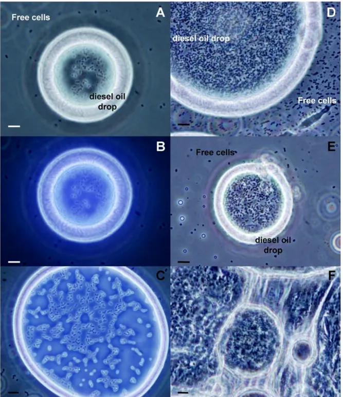 Figure  7.  Phase  contrast  microscopy  analysis  of  coated  diesel  oil  drops  isolated  from  a  culture  of 