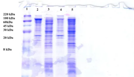 Figure  8:  SDS-PAGE  of  analytical  expression  of  rRHA-P  in  E.coli,  strain  BL21(DE3)