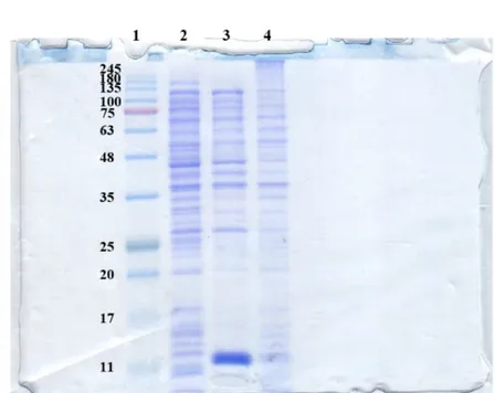 Figure 13. SDS PAGE gel analysis of analytical espression of rRHAP-his. Lane 1: standard molecular 