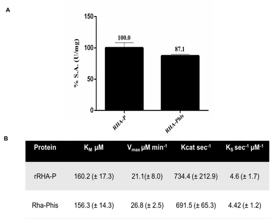 Figure 15. Specific activity (A) and Kinetics parameters (B) of rRHA-P his compared with native rRHA-