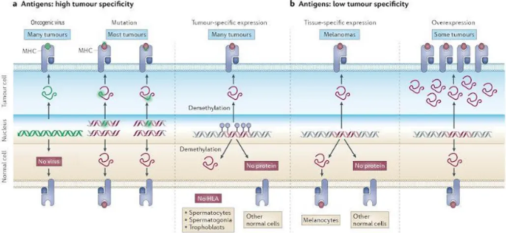 Figure 3. Classes of human tumor antigens recognized byT lymphocytes. 