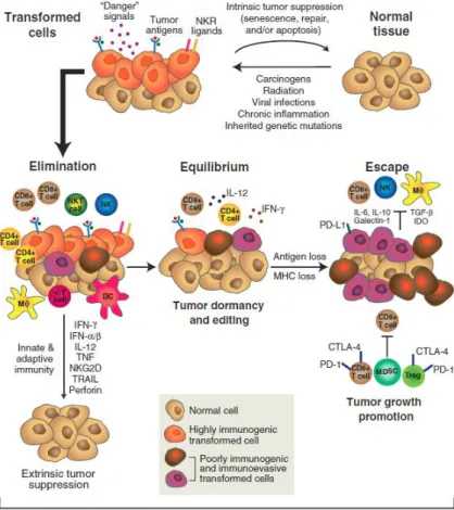 Figure 1. The three Es of cancer immunoediting (from Schreiber et al., 2011). 
