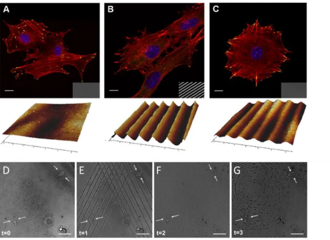 Figure 1.18 Confocal images of NIH-3T3 cells cultivated on A) flat pDR1m substrate, B) SRG grating, and C) pattern  erased  with  circularly  polarized  light