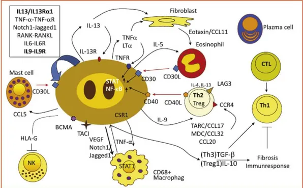 Figura 4. Interazioni tra cellula RS e microambiente tumorale [19] 