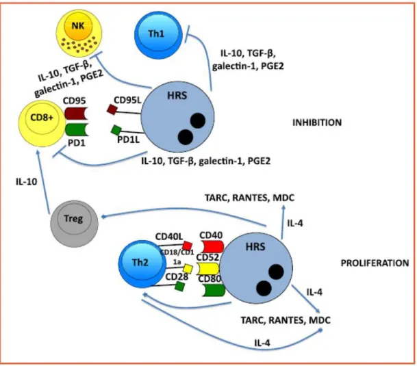 Figura 5. Interazioni tra cellula RS e linfociti T del microambiente tumorale [19] 