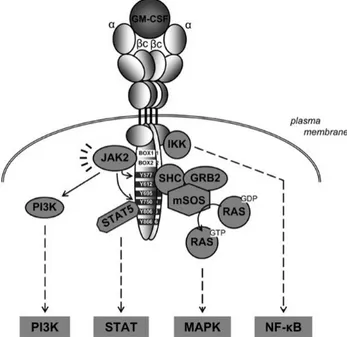 Figure 3. The GM-CSF receptor and initiation of signal transduction. From van de Laar, L., Paul  J