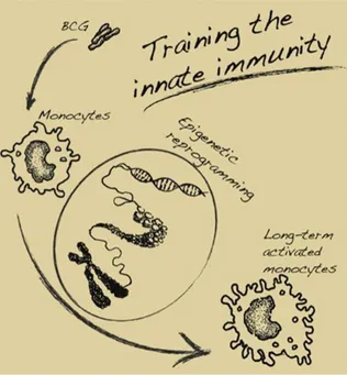 Figure 1.  Trained Immunity: an innate  immune  memory program induced by a  variety  of stimuli, eg  BCG, that results in a more active functional state of innate immune cells and confers broad non-specific  protection against  infections