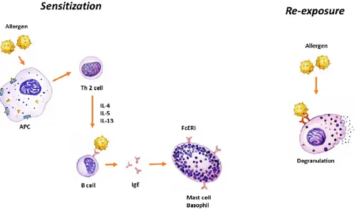 Figure 2. Mechanism of IgE-mediated allergic reaction. 