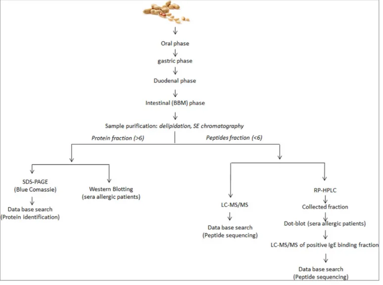 Fig. 1. Schematic workﬂow of the experimental approach employed (immunoassay and MS-based analysis) for the study and characterization of proteolytic digesta resulting from in vitro simulated digestion of whole peanuts.