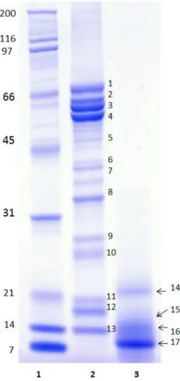 Fig. 2. SDS-PAGE comparison of undigested and digested peanut proteins under non- non-reducing conditions