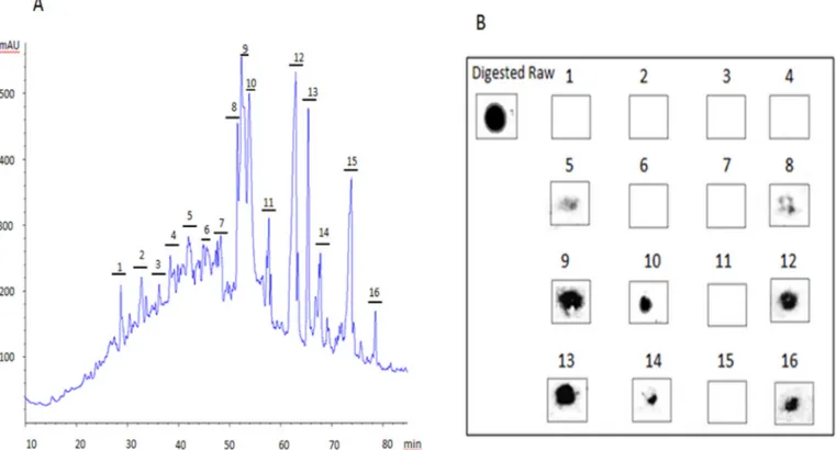 Fig. 5. HPLC fractionation (A) and dot-blot analysis of individual fractions (B) of low MW peptides (&lt;6 kDa) arising from simulated digestion of whole raw peanut