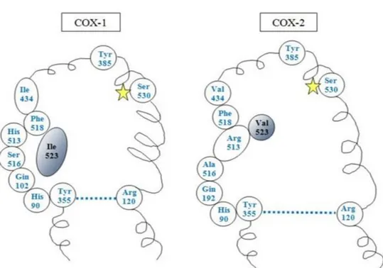 Figure 1.2: Structure of COX-1 and COX-2 isoforms  [46]