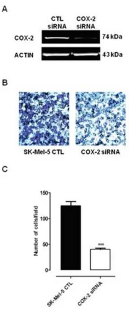 Figure 4.1.2: Silencing of COX-2 gene in Sk-Mel-5 cells significantly  decreases melanoma cell invasiveness
