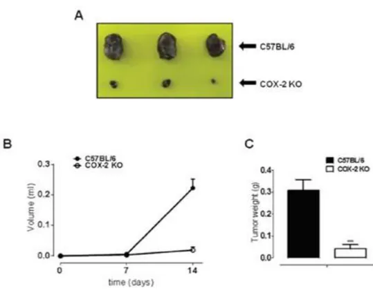 Figure 4.1.3: COX-2 is essential for melanoma development in mice. 