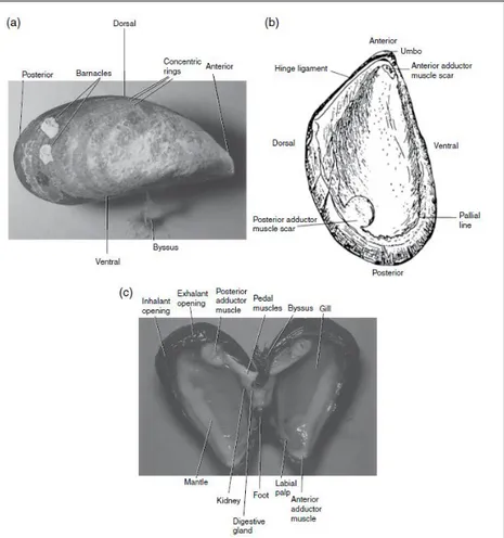 Fig. 1.1 a) the outer part of the shell; b) the inside of the shell c) the inner part of the  shell with the internal organs