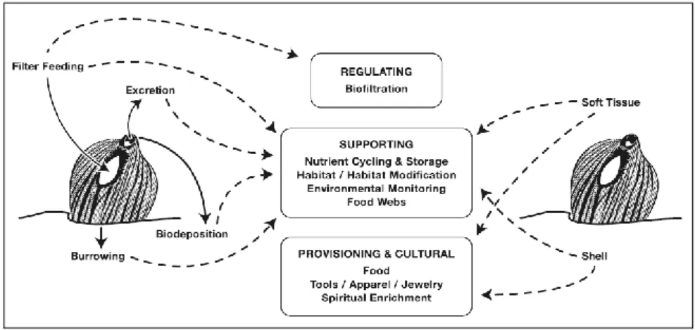 Fig. 1.3 Activities that mussels perform can be translated into ecosystem services that are  beneficial to humans (Vaughn et al., 2017)