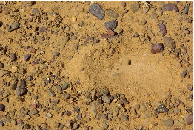 Fig. 8 The 2014 soil site. 