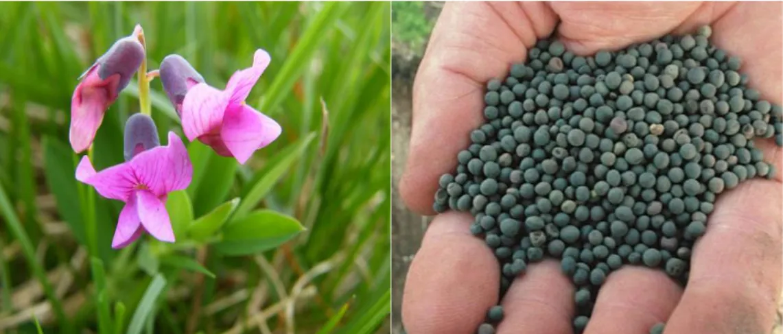 Figure 1. BV. Plant (left) and seeds (right) 