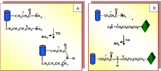 Figure 5. mTGase catalyzed reactions 