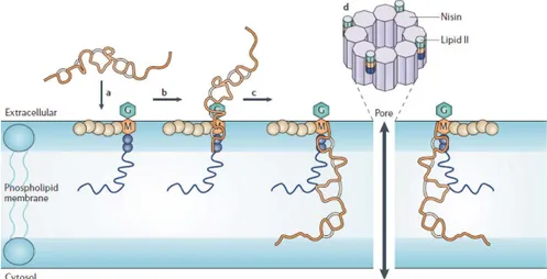 Figure 6. Molecular mechanism of nisin (Gharsallaoui, 2016) 