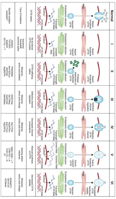 Figura 2: Classi di mutazioni di CFTR 