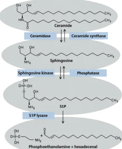Figura 3. Biosintesi della Sfingosina  